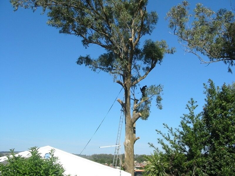 Tree felling project