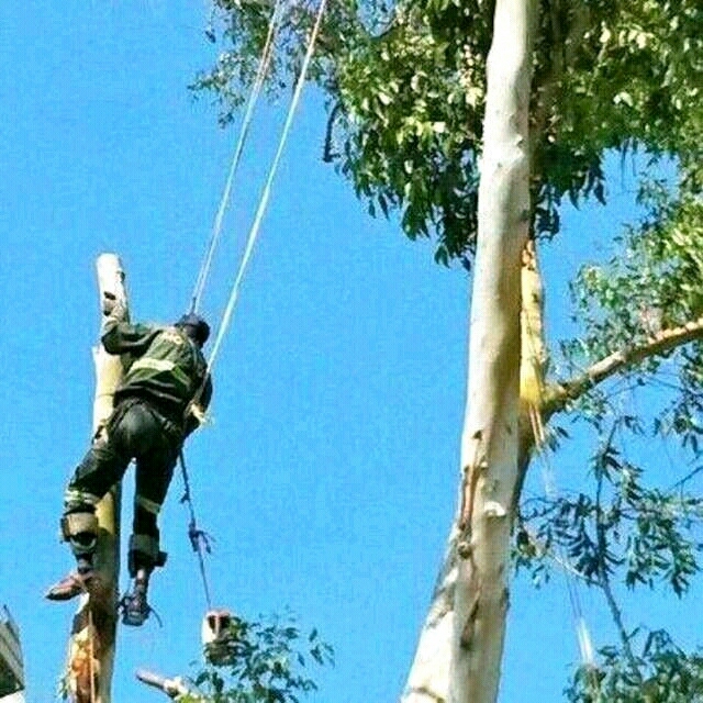 Tree felling work in progress