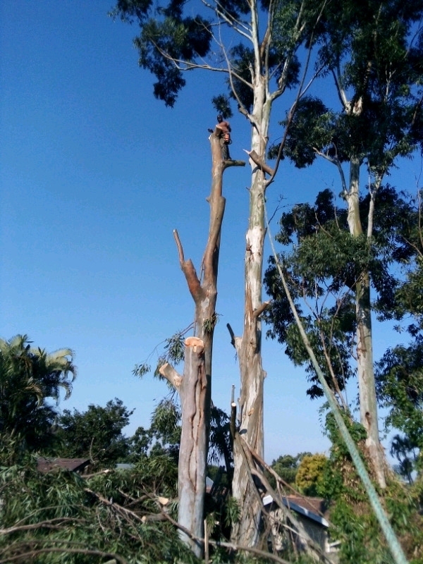 Tree removal and garden service