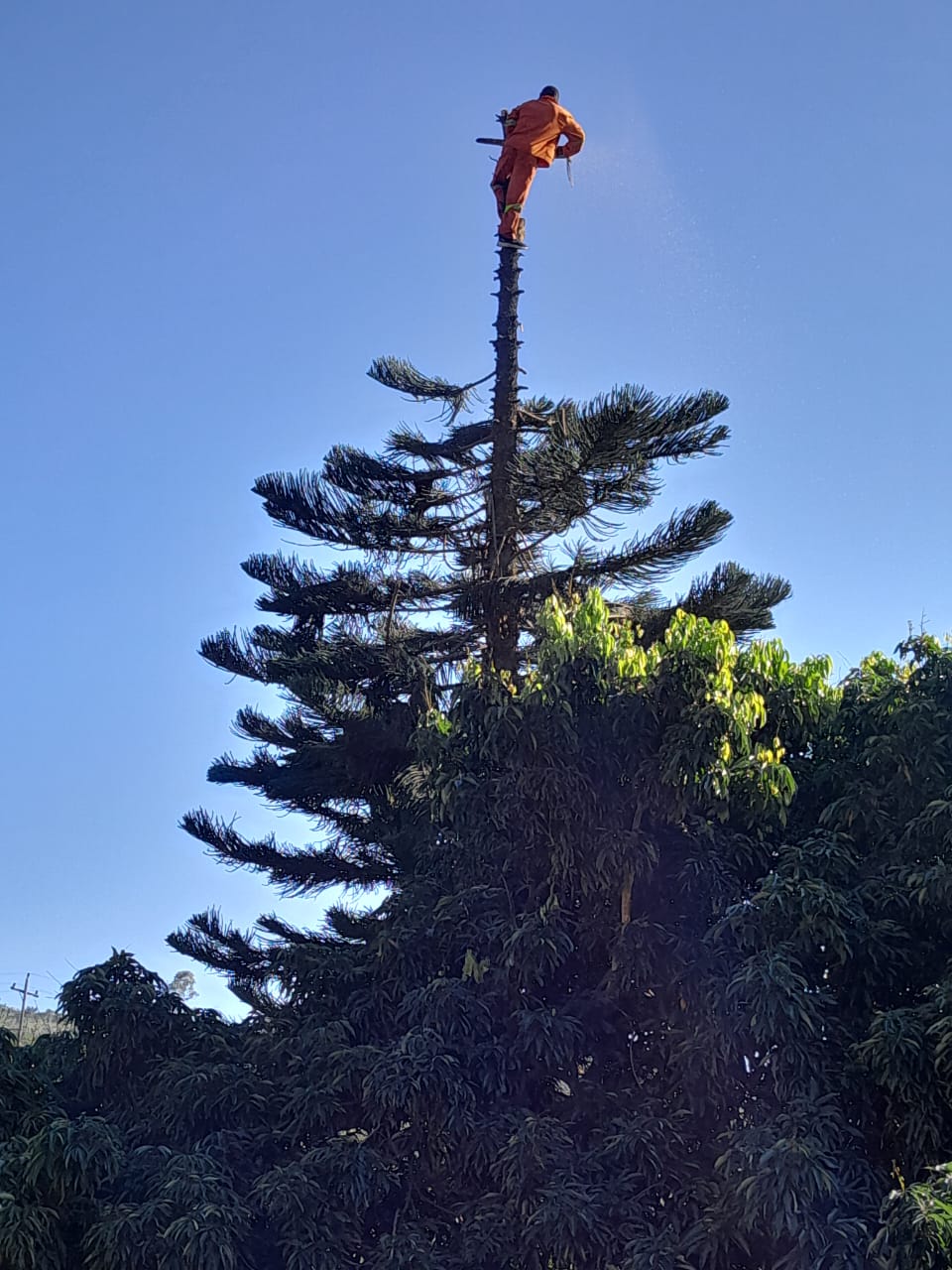 Site clearance after tree removal