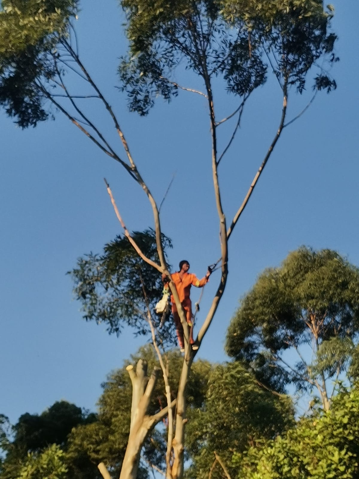 Tree and garden maintenance work
