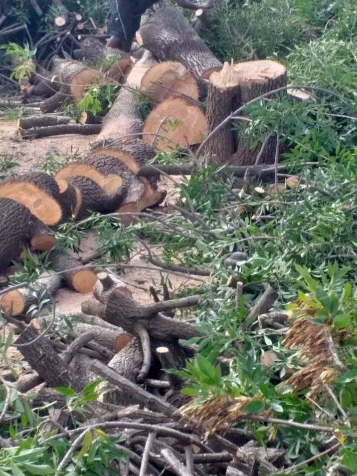 Tree felling and landscaping